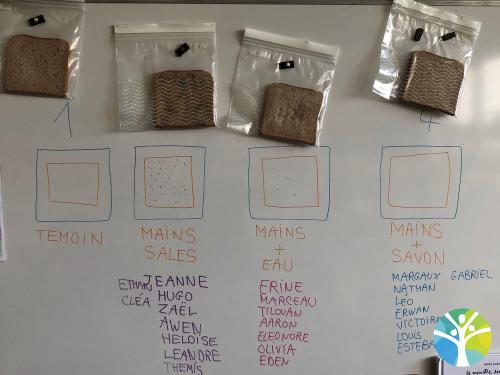 Nos expériences autour des microbes : MSGS A